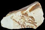 Partial Fossil Pea Crab (Pinnixa) From California - Miocene #105041-1
